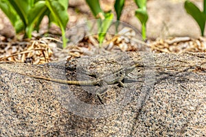 Dumeril\'s Madagascar Swift, Oplurus quadrimaculatus, Anja Community Reserve. Madagascar wildlife