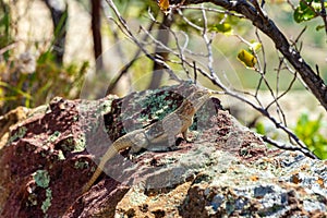 Dumeril\'s Madagascar Swift, Oplurus quadrimaculatus, Isalo National Park. Madagascar wildlife photo