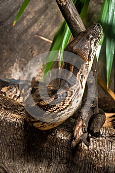 Dumeril snake
