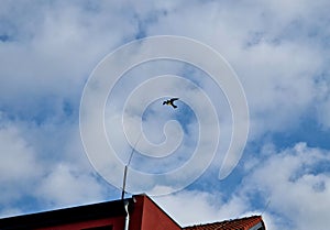dummy bird of prey on a pole above a house moves in the wind
