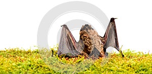 Dummy of wild bat on grass. Wild nature. Forelimbs adapted as wings. Mammals naturally capable of true and sustained