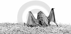 Dummy of wild bat on grass. Wild nature. Forelimbs adapted as wings. Mammals naturally capable of true and sustained