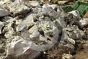 Dump with flies. Bags of animal corpses. Illegal waste dumping