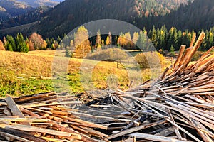 Dump of wood waste against a beautiful forest in the golden rays of the setting sun