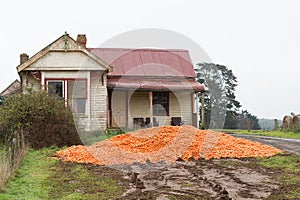 Dumped Carrot Crop Tasmania