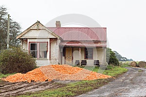 Dumped Carrot Crop Tasmania