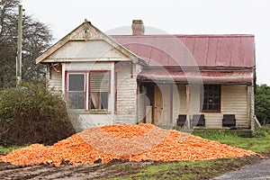 Dumped Carrot Crop Tasmania