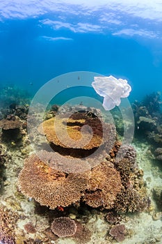 Dumped plastic bag floating next to a coral reef