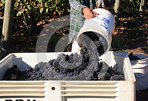 Dumping Bucket of Grapes