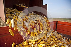 Dumping the corn cobs