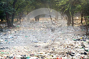 Dumping of household waste n acacia grove, India