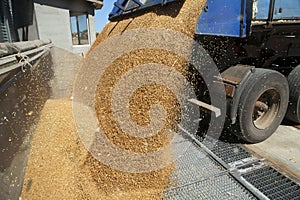 Dumping of wheat grains