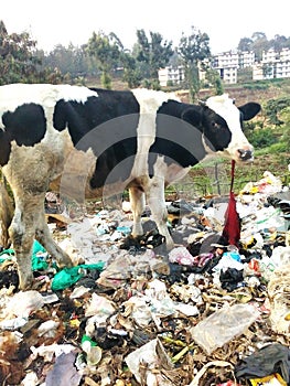 Dumpsite unhygienic domestic animal