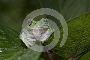 Dumpy frog closeup  on green leaves