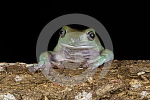 Dumpy frog closeup  on wood