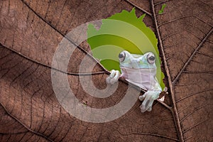 A Dumpy frog enjoying the day photo