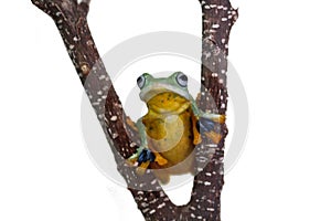 Dumpy frog, flying tree frog, green tree frog on a tree branch