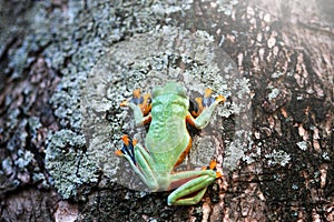 Dumpy frog, flying tree frog, green tree frog on a tree branch