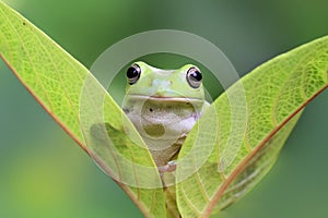 Tree frog, dumpy frog on leaf