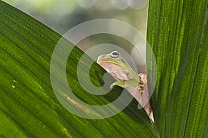 Dumpy frog on leaf