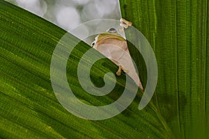 Dumpy frog on leaf in tropical garden photo