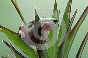 Dumpy frog `litoria caerulea` on Branch, Dumpy frog on branch with isolated background