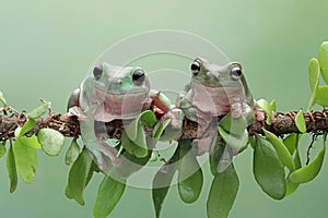 Dumpy frog `litoria caerulea` on Branch, Dumpy frog on branch with isolated background