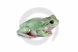 Dumpy frog `litoria caerulea`  closeup on white background