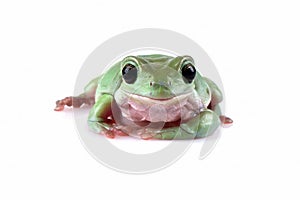 Dumpy frog `litoria caerulea`  closeup on white background
