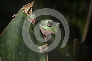 Dumpy frog litoria caerulea on green leaves