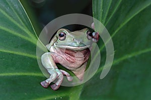 Dumpy frog \