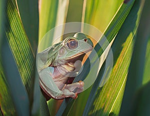 Dumpy frog, poked between the stems of the leaves