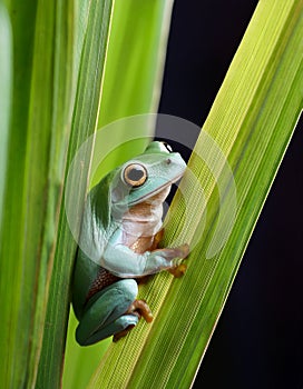 Dumpy frog, poked between the stems of the leaves