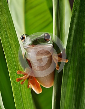 Dumpy frog, poked between the stems of the leaves