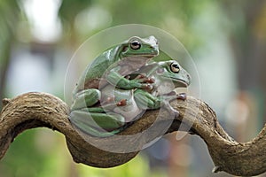 Dumpy frog sleeping on green leaves