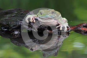 Dumpy frog, tree frog, big dumpy frog