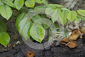 Dumpy frog, tree frog, papua green tree frog