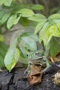 Dumpy frog, tree frog, papua green tree frog