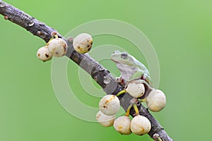 Dumpy frog tree on twigs intropical garden
