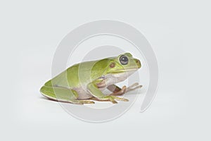 Dumpy frog on white background