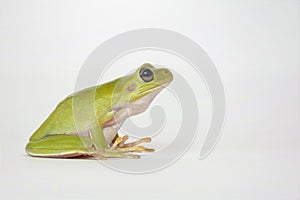 Dumpy frog on white background