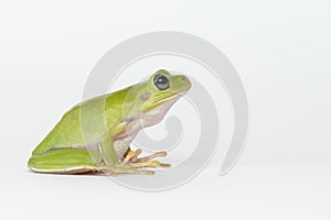 Dumpy frog on white background