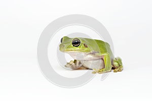 Dumpy frog on white background