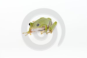 Dumpy frog on white background