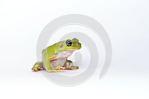 Dumpy frog on white background