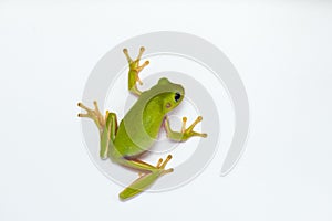 Dumpy frog on white background