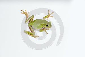 Dumpy frog on white background