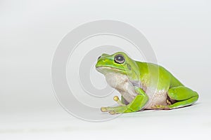 Dumpy frog on white background