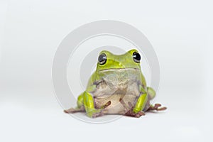Dumpy frog on white background