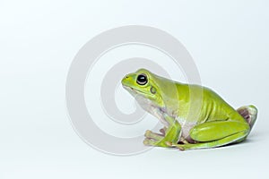 Dumpy frog on white background